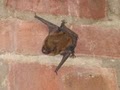 Tri-State Bat and Wildlife Removal Greenwich/Fairfield logo