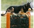 Triple Crown Academy for Professional Dog Trainers image 3