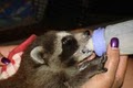 U.S. Wildlife Removal Service image 3