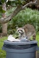 U.S. Wildlife Removal Service image 7