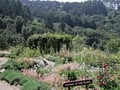 University of California Botanical Garden image 5