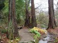 University of California Botanical Garden image 6