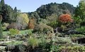 University of California Botanical Garden image 7