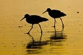 Ventura County Shorebird Guides image 1