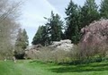 Washington Park Arboretum image 5