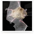 White Plains Bat Removal logo