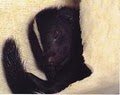 Wild Skunk Rescue image 1