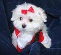 Wish Upon A Puppy LLC image 1
