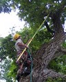 Wolf Tree Specialists Inc. image 2