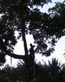 Wolf Tree Specialists Inc. image 3