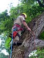 Wolf Tree Specialists Inc. image 4