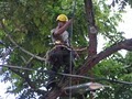 Wolf Tree Specialists Inc. image 5