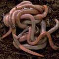 Yelm Earthworm & Castings Farm image 2