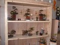 bonsai trees plus image 2
