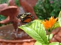 butterfly world image 4