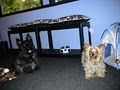 ~dinky Dogs~ Grooming Salon image 6