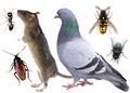 21st Century Termite & Pest image 3