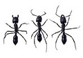 21st Century Termite & Pest image 4
