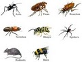 21st Century Termite & Pest image 8