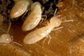 21st Century Termite & Pest image 9