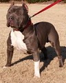 ATL King Pits Kennels image 3