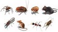 Absolute Pest Control -  Pest Control Service image 2
