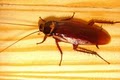 Absolute Pest Control -  Pest Control Service image 10
