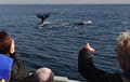 Adventure Rib Rides (Whale/Dolphin Watching) image 2