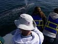 Adventure Rib Rides (Whale/Dolphin Watching) image 4