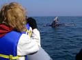 Adventure Rib Rides (Whale/Dolphin Watching) image 6