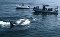 Adventure Rib Rides (Whale/Dolphin Watching) image 7