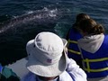 Adventure Rib Rides (Whale/Dolphin Watching) image 8
