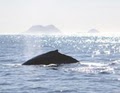 Adventure Rib Rides (Whale/Dolphin Watching) image 9