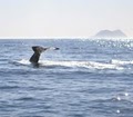 Adventure Rib Rides (Whale/Dolphin Watching) image 10