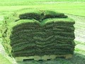 All About Sod image 5