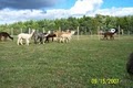 Alpacas of Breezy Hill Ranch image 2