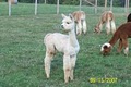 Alpacas of Breezy Hill Ranch image 3