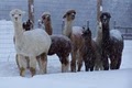 Alpacas of Breezy Hill Ranch logo