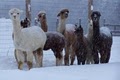 Alpacas of Breezy Hill Ranch image 1