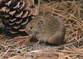 Arrow Pest Control: Wildlife Removal image 9