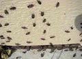 Arrow Pest Control: Wildlife Removal image 10