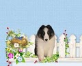 Beckward Blessed Shelties & Toy Poodles image 2