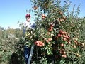 Beckwith Orchards Cider Mill & Gift Shop image 10