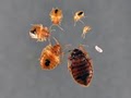 Bed Bug Exterminating-Pest Control:  by Reynolds image 4