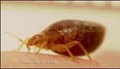 Bed Bug Exterminating-Pest Control:  by Reynolds image 5