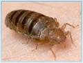Bed Bug Exterminating-Pest Control:  by Reynolds logo