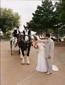 Belle Starre Carriages image 2