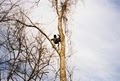 Big Oak Tree Services image 3