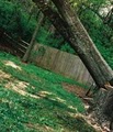 Big Oak Tree Services image 5