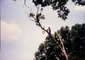 Big Oak Tree Services image 10